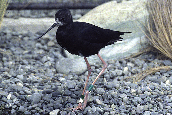 Black Stilt by Mick Dryden