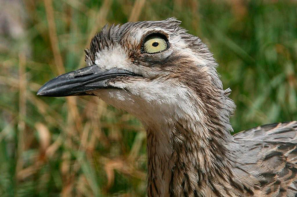Bush Stone Curlew by Bill Wood
