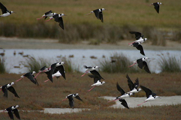 Black winged Stilt by Mick Dryden
