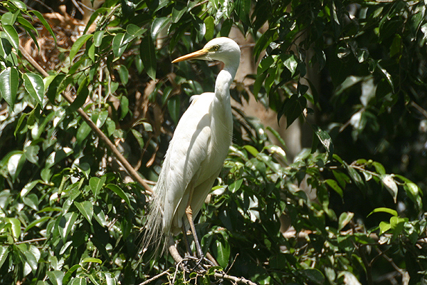Intermediate Egret by Mick Dryden