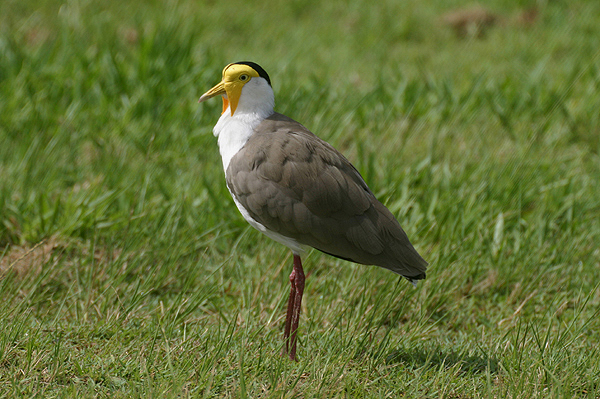 Masked Lapwing by Mick Dryden