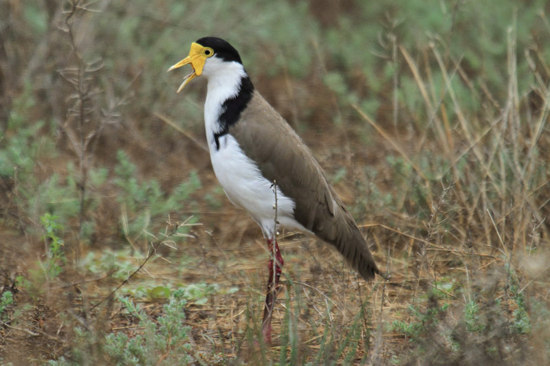 Masked Lapwing by Mick Dryden