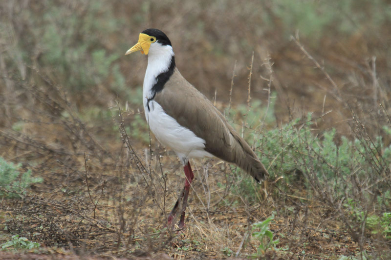 Masked Lapwing by Mick Dryden