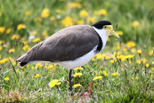 Masked Lapwing by Mick Dryden