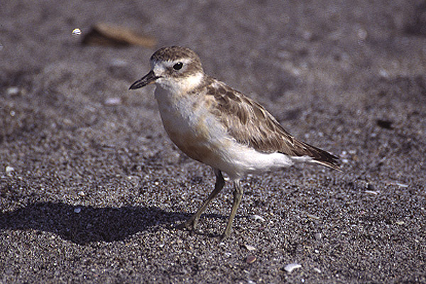 New Zealand Dotterel by Mick Dryden