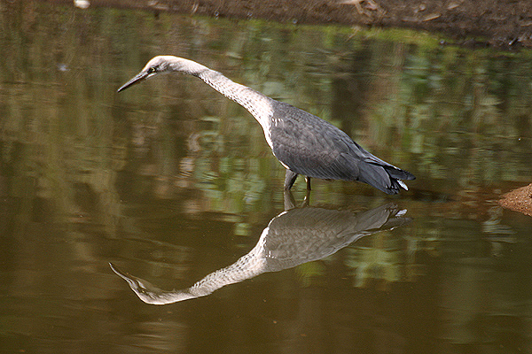 Pacific heron by Mick Dryden