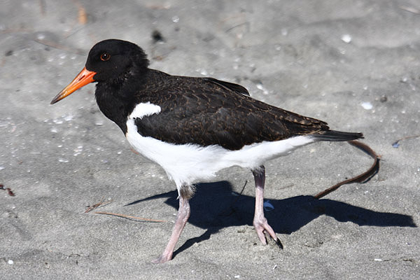 Pied Oystercatcher by Mick Dryden