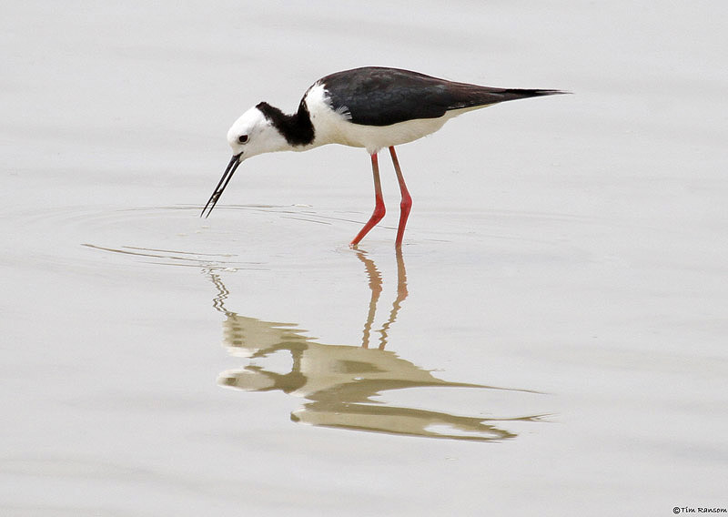 Pied Stilt by Tim Ransom