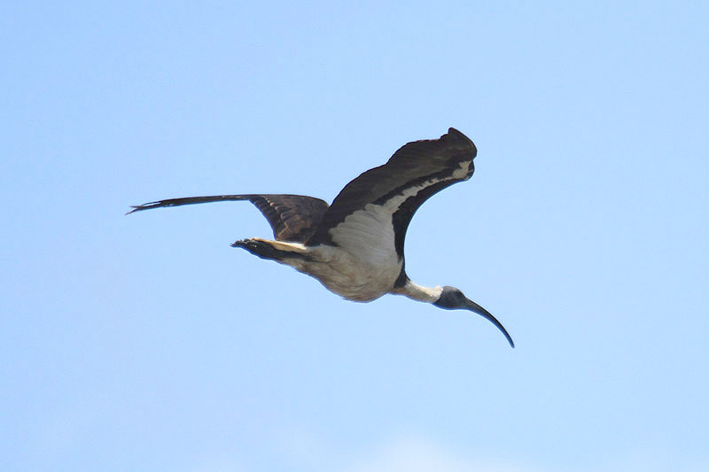 Straw-necked Ibis by Mick Dryden