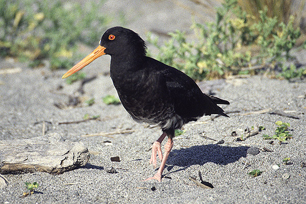 Variable Oystercatcher by Mick Dryden
