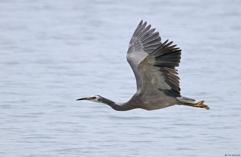 White-faced Heron by Tim Ransom