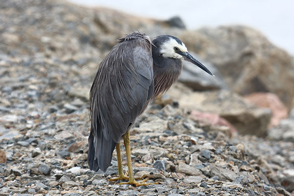 White faced Heron by Mick Dryden