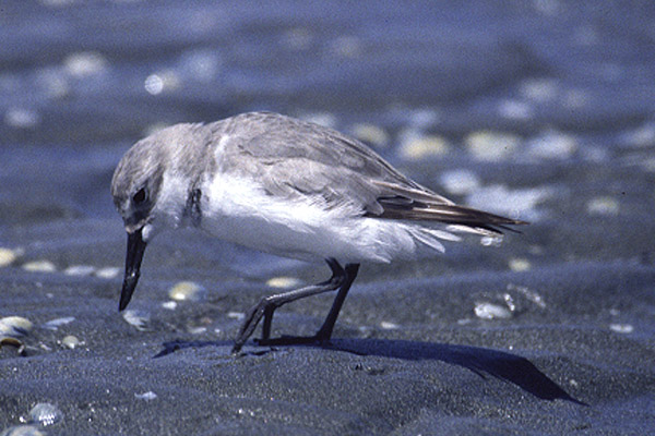 Wrybill by Mick Dryden