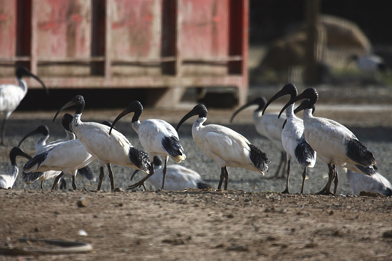 Australian Ibis by Mick Dryden