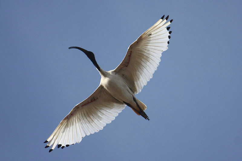 Australian Ibis by Mick Dryden