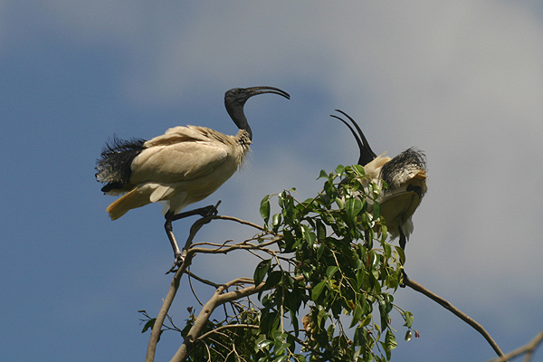 Australian White Ibis by Mick Dryden