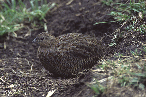 Brown Quail by Mick Dryden
