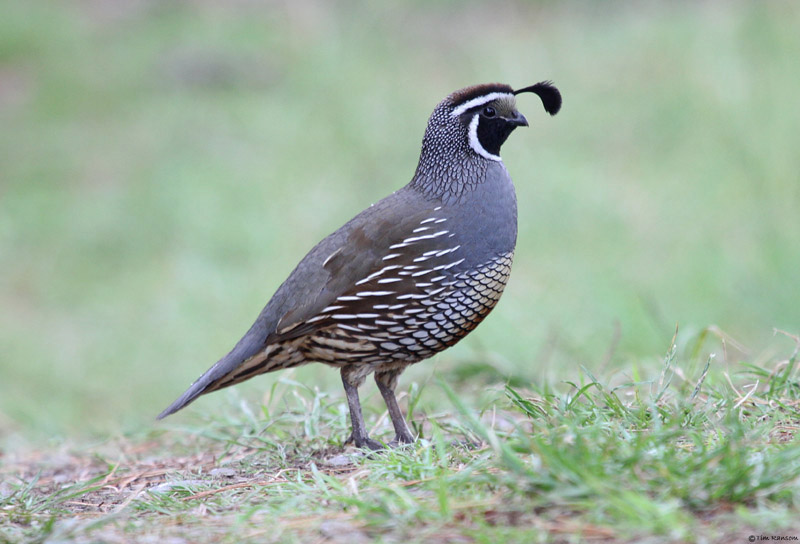 California Quail by Tim Ransom