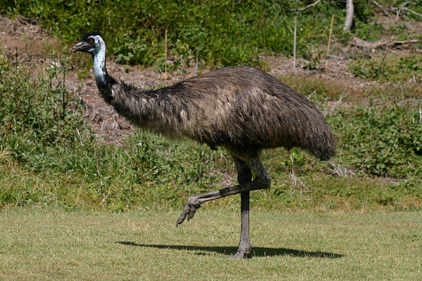 Emu by Mick Dryden