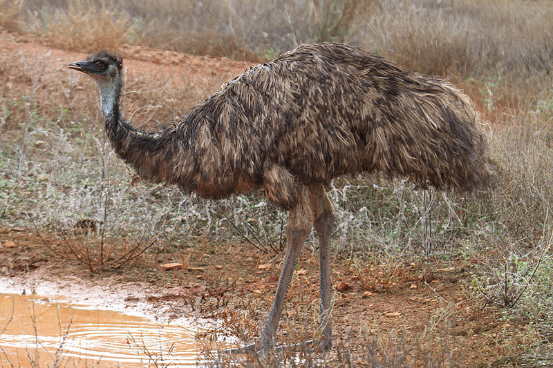 Emu by Mick Dryden