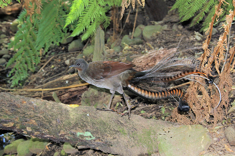 Lyre Bird by Bill Wood