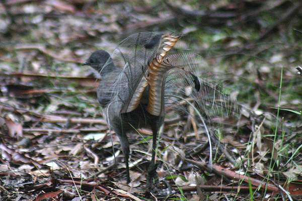 Superb Lyrebird by Mick Dryden