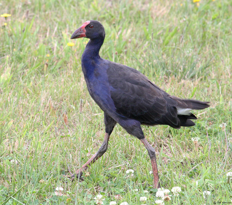 Pukeko by Tim Ransom