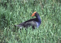 Purple Swamphen by Mick Dryden