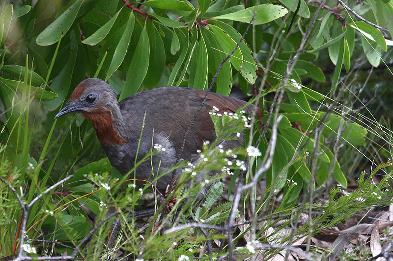 Superb Lyrebird by Mick Dryden