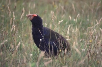 Takahe by Mick Dryden