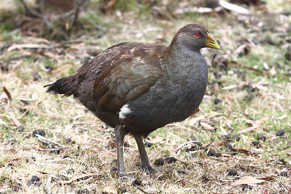 Tasmanian Native Hen by Mick Dryden