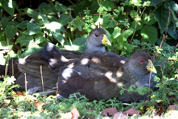 Tasmanian Native Hen by Mick Dryden