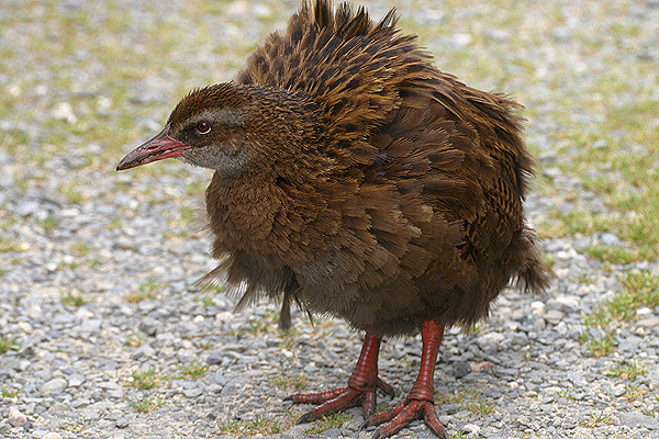 Weka by Mick Dryden