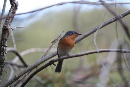 Satin Flycatcher female by Tony Paintin