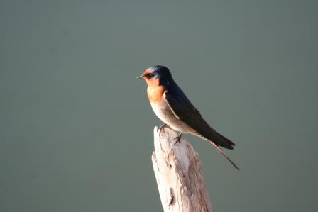 Welcome Swallow by Tony Paintin