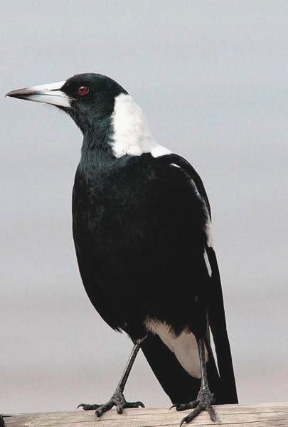 Australian Magpie by Bill Wood