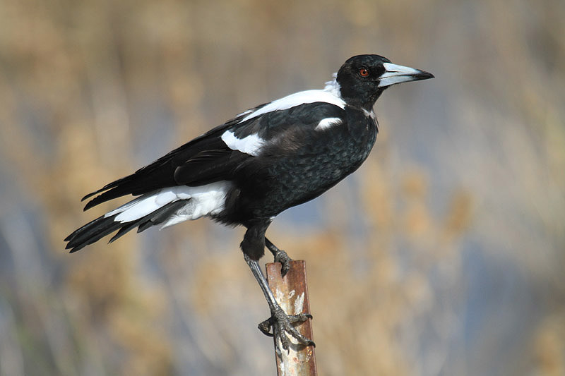 Australian Magpie by Mick Dryden