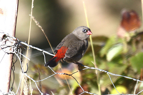 Beautiful Firetail by Mick Dryden