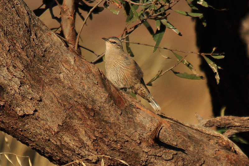Brown Treecreeper by Mick Dryden