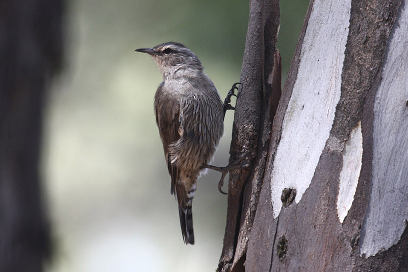 Brown Treecreeper by Mick Dryden