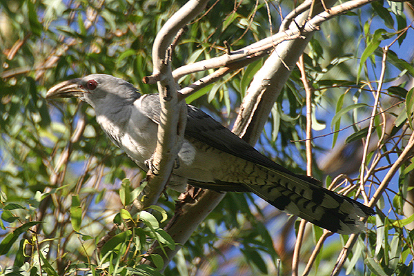 Channel-billed Cuckoo by Mick Dryden