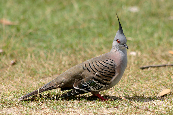 Crested Pigeon by Mick Dryden