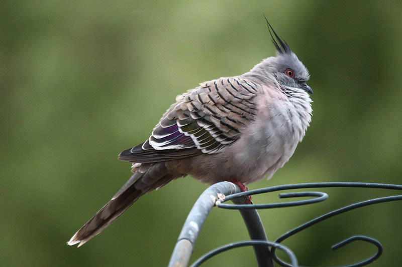Crested Pigeon by Mick Dryden