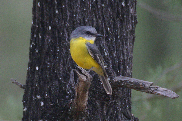 Eastern Yellow Robin by Mick Dryden