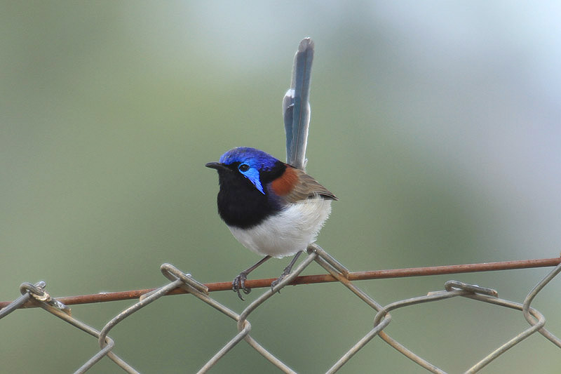 Variegated Fairy Wren by Mick Dryden