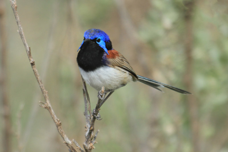 Variegated Fairy Wren by Mick Dryden