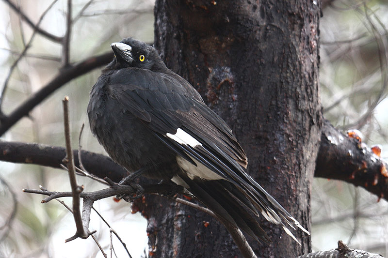 Grey Currawong by Mick Dryden