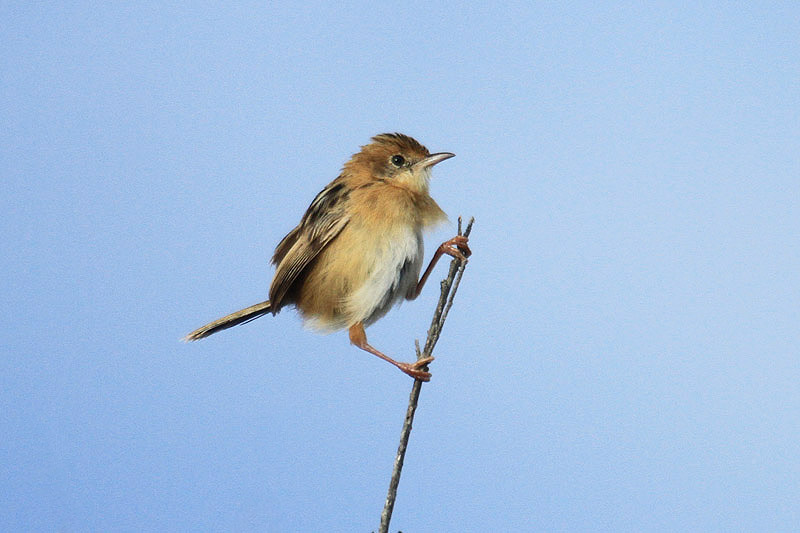 Golden-headed Cisticola by Mick Dryden