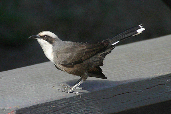 Grey-crowned Babbler by Mick Dryden