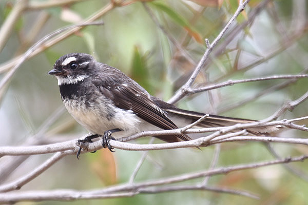 Grey Fantail by Mick Dryden
